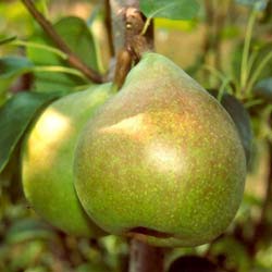 Pear tree 'Doyenne du Comice'